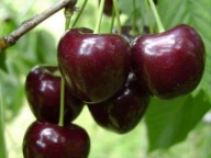 Czereśnia SYLVIA – karłowa odmiana, duże owoce, niepękające