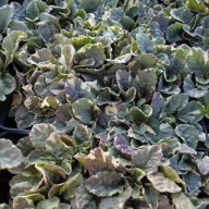 Dąbrówka rozłogowa Ajuga reptans "Variegata"