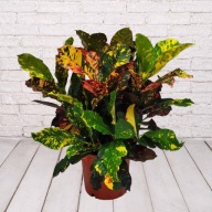 Codiaeum Kroton magnificent SADZONKA 25 cm