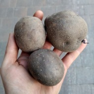 TRUFLOWE ZIEMNIAKI FIOLETOWE NIEBIESKIE, ZIEMNIAKI PROVITA 2 KG