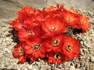 Kaktus ,Rebutia, Mediolobivia pygmaea v. iscayachensis SE 64