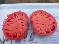 Pomidor Kanada wielkie czerwone bawole serce nasiona kolekcjonerskie