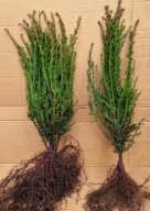 CIS POSPOLITY ZIMOZIELONY 50-80 cm DUŻA SZEROKA SADZONKA