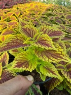 Koleus Coleus Pokrzywa liście ozdobne sadzonka