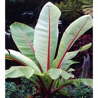 Zestaw nasion ENSETE Bananowców – 3 gatunki (35 nasion) - ŚWIEŻE NASIONA