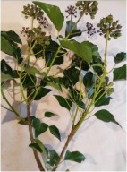 ŻYWY BLUSZCZ GAŁĄZKI 20 SZTUK 20 CM BOZENARODZENIE WIANKI STROIKI PO 50 GR