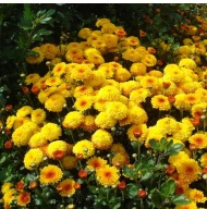 CHRYZANTEMA ZIMUJĄCA KŁĄCZOWA ### GRECKI POMPON #### krokus szafirek