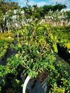 Pieris japoński SCARLETT O'HARA - jaskrawe przyrosty! sadzonka