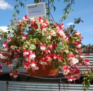 Fuksja Fuchsia Magellanica Sir Matt Busby