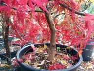 Klon dissectum horyzontalny czerwony płaski platan akacja lipa buk dąb inny