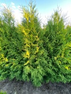 Thuja Brabant 180-240 cm tuja żywopłot transport