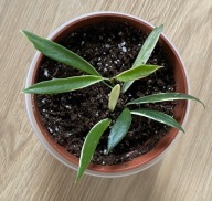 Hoya tsangii 'Albomarginata'