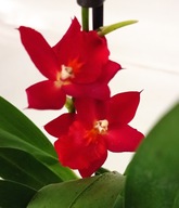 storczyk oncidium cambria 14