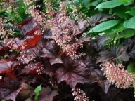 Żurawka Heuchera PALACE PURPLE 2L