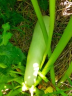 Cukinia Lingo di Bianco jasna skórka, plenna i smaczna, wczesna