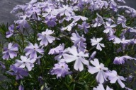 FLOKS SZYDLASTY fioletowy sadzonki w doniczkach