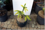 Picea omorika 'Filip's Spring Sensation'- !!!