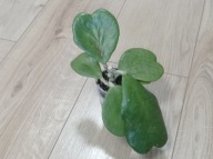 Hoya Hoja KERRII ukorzeniona
