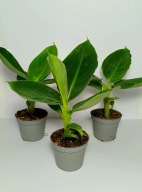 Bananowiec Musa acuminata dwarf cavendish ( Musa Tropicana )