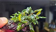 Bucephalandra sp. Green Scotlight kolekcja od fibell