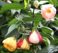Abutilon klonik Versicolor