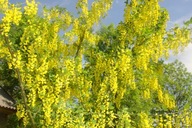 Złotokap długi żółty złoty kwiatostan pięknie kwitnie pachnie sadzonka p9