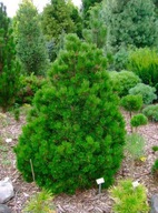 UNIKAT Sosna bośniacka 'Karmel'