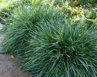 __Trawa ozdobna Sesleria Caeurela magiczne kuleczki w Twoim ogrodzie__