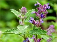 Kocimiętka właściwa sadzonki 100 sztuk wieloletnia dla kota ogrodowa