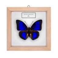 Motyl w gablotce Agrias hybryda 4