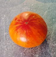 Pomidor Kozula 136 (219) nasiona kolekcjonerskie