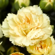 Goździk żółty Dianthus caryophyllus Suncharm Yellow