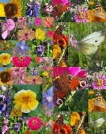 MIODODAJNE NASIONA MAKI DLA MOTYLI PSZCZÓŁ MIESZANKA KWIATOWA