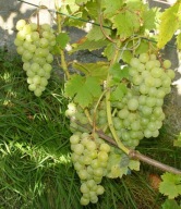 WINOROŚL Sadzonki winogron-KISZMISZ 342- odmiana beznasienna