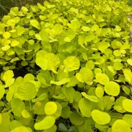 Perukowiec podolski 'Golden Spirit' ('Ancot') P13