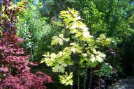 Dąb quercus żółty długolistny kulisty na pniu inny