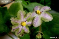 Fiołek afrykański @cięty liść @Dn-Lakrichnaya Karamel' @ standard@