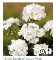 Pelargonia ŁOSOSIOWA zonale Grandeur Classic White