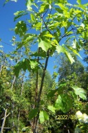 Dąb czerwony Polski stary okaz 220 cm inny