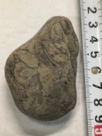 Agat mszysty muszlowy