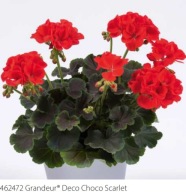 Pelargonia ozdobna Grandeur Deco Choco SCARLET Ozdobne liście