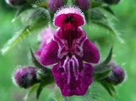 Czyściec leśny 3 szt. (lepszy niż czystek)