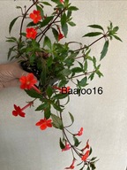 Achimenes, seemannia, eucodonia-zestaw kłączy 10 szt