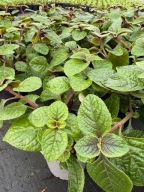 Komarzyca czarna Komar ciemny tadna duza sadzonka