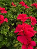 Pelargonia wisząca Temprano Hot Coral