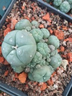 Kaktus Lophophora williamsii duża z ziemią i donicą L13+ gratisy +ogrzewacz