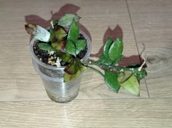 Hoya Hoja LACUNOSA TOVE ukorzeniona