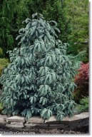 Picea engelmannii 'Blue Magoo' - !!!