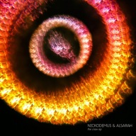 Nickodemus & Alsarah – The Crow