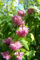 Żylistek różowy pendula okaz na pniu inny